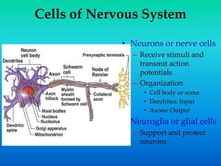 Cells of Nervous System
• Neurons or nerve cells
– Receive stimuli and
transmit action
potentials
– Organization
• Cell body or soma
• Dendrites: Input
• Axons: Output
• Neuroglia or glial cells
– Support and protect
neurons
 