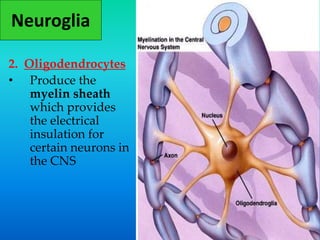Neuroglia
2. Oligodendrocytes
• Produce the
myelin sheath
which provides
the electrical
insulation for
certain neurons in
the CNS
 