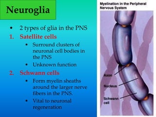 • 2 types of glia in the PNS
1. Satellite cells
• Surround clusters of
neuronal cell bodies in
the PNS
• Unknown function
2. Schwann cells
• Form myelin sheaths
around the larger nerve
fibers in the PNS.
• Vital to neuronal
regeneration
Neuroglia
 