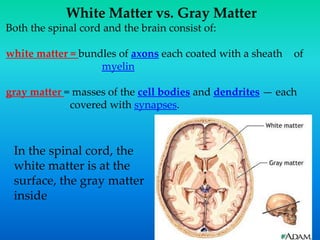 White Matter vs. Gray Matter
Both the spinal cord and the brain consist of:
white matter = bundles of axons each coated with a sheath of
myelin
gray matter = masses of the cell bodies and dendrites — each
covered with synapses.
In the spinal cord, the
white matter is at the
surface, the gray matter
inside
 