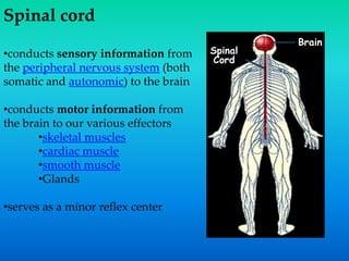 Spinal cord
•conducts sensory information from
the peripheral nervous system (both
somatic and autonomic) to the brain
•conducts motor information from
the brain to our various effectors
•skeletal muscles
•cardiac muscle
•smooth muscle
•Glands
•serves as a minor reflex center
Spinal
Cord
Brain
 