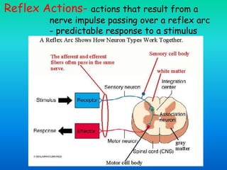 Reflex Actions- actions that result from a
nerve impulse passing over a reflex arc
- predictable response to a stimulus
 