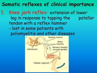 Somatic reflexes of clinical importance
1. Knee jerk reflex- extension of lower
leg in response to tapping the patellar
tendon with a reflex hammer
- lost in some patients with
poliomyelitis and other diseases
 