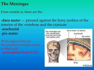 The Meninges
From outside in, these are the :
-dura mater — pressed against the bony surface of the
interior of the vertebrae and the cranium
-arachnoid
-pia mater
The region between
the arachnoid and pia mater
is filled with
cerebrospinal fluid (CSF).
 