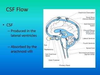 CSF Flow
• CSF
– Produced in the
lateral ventricles
– Absorbed by the
arachnoid villi
 
