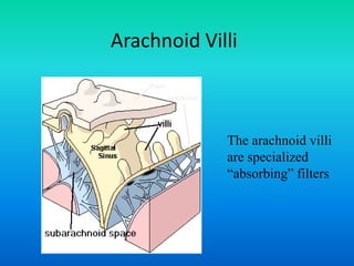Arachnoid Villi
Arachnoid
Dura
The arachnoid villi
are specialized
“absorbing” filters
 