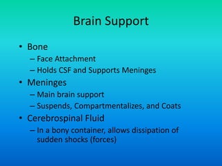 Brain Support
• Bone
– Face Attachment
– Holds CSF and Supports Meninges
• Meninges
– Main brain support
– Suspends, Compartmentalizes, and Coats
• Cerebrospinal Fluid
– In a bony container, allows dissipation of
sudden shocks (forces)
 