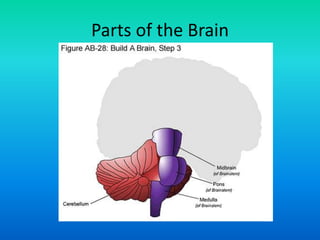 Parts of the Brain
 