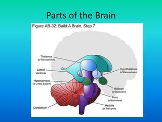 Parts of the Brain
 