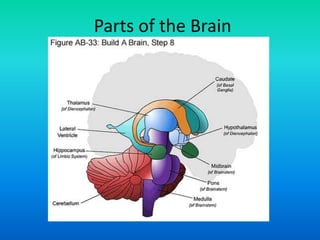 Parts of the Brain
 