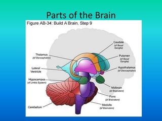 Parts of the Brain
 