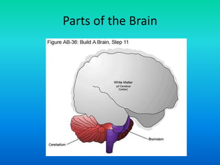 Parts of the Brain
 