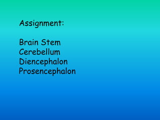 Assignment:
Brain Stem
Cerebellum
Diencephalon
Prosencephalon
 