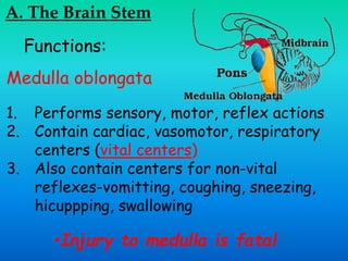 A. The Brain Stem
Functions:
Medulla oblongata
1. Performs sensory, motor, reflex actions
2. Contain cardiac, vasomotor, respiratory
centers (vital centers)
3. Also contain centers for non-vital
reflexes-vomitting, coughing, sneezing,
hicuppping, swallowing
•Injury to medulla is fatal
 