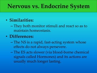 Nervous vs. Endocrine System
• Similarities:
– They both monitor stimuli and react so as to
maintain homeostasis.
• Differences:
– The NS is a rapid, fast-acting system whose
effects do not always persevere.
– The ES acts slower (via blood-borne chemical
signals called Hormones) and its actions are
usually much longer lasting.
 