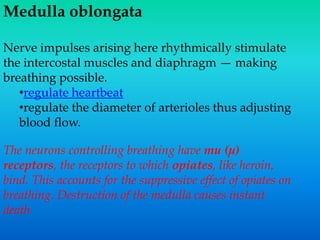 Medulla oblongata
Nerve impulses arising here rhythmically stimulate
the intercostal muscles and diaphragm — making
breathing possible.
•regulate heartbeat
•regulate the diameter of arterioles thus adjusting
blood flow.
The neurons controlling breathing have mu (µ)
receptors, the receptors to which opiates, like heroin,
bind. This accounts for the suppressive effect of opiates on
breathing. Destruction of the medulla causes instant
death
 