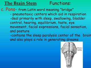 The Brain Stem Functions:
c. Pons- from Latin word meaning “bridge”
- pneumotaxic centers which aid in respiration
-deal primarily with sleep, swallowing, bladder
control, hearing, equilibrium, taste, eye
movement, facial expressions, facial sensation,
and posture
-contains the sleep paralysis center of the brain
and also plays a role in generating dreams
 