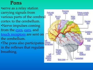Pons
•serve as a relay station
carrying signals from
various parts of the cerebral
cortex to the cerebellum.
•Nerve impulses coming
from the eyes, ears, and
touch receptors are sent on
the cerebellum.
•The pons also participates
in the reflexes that regulate
breathing.
 