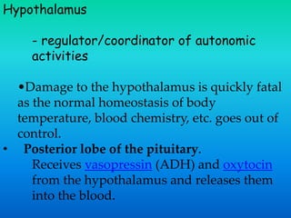 Hypothalamus
- regulator/coordinator of autonomic
activities
•Damage to the hypothalamus is quickly fatal
as the normal homeostasis of body
temperature, blood chemistry, etc. goes out of
control.
• Posterior lobe of the pituitary.
Receives vasopressin (ADH) and oxytocin
from the hypothalamus and releases them
into the blood.
 