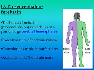 D. Prosencephalon-
forebrain
•The human forebrain
(prosencephalon) is made up of a
pair of large cerebral hemispheres
•Executive suite of nervous system
•Convolutions triple its surface area
•Accounts for 40% of brain mass
 