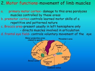 2. Motor functions-movement of limb muscles
a. primary motor cortex- damage to this area paralyzes
muscles controlled by these areas
b. premotor cortex-controls learned motor skills of a
repetitive and patterned nature
c. Broca’s area-present usually in left hemisphere only
- directs muscles involved in articulation
d. frontal eye field- controls voluntary movement of the eye
 