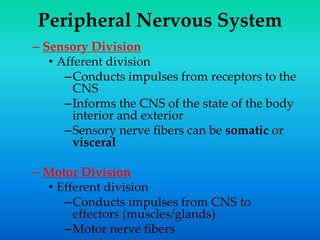 Peripheral Nervous System
– Sensory Division
• Afferent division
–Conducts impulses from receptors to the
CNS
–Informs the CNS of the state of the body
interior and exterior
–Sensory nerve fibers can be somatic or
visceral
– Motor Division
• Efferent division
–Conducts impulses from CNS to
effectors (muscles/glands)
–Motor nerve fibers
 