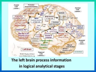 The left brain process information
in logical analytical stages
 