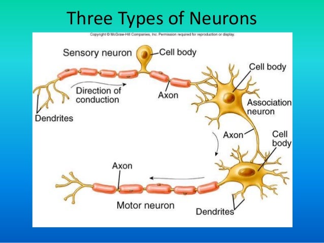 three types of neurons