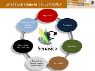 Regulación
Protección
Combate
Inocuidad
Organismos
Genéticamente
Modificados
Apoyo a las
Exportaciones
Promoción de la
Cultura
Sanitaria
Líneas Estratégicas del SENASICA
 