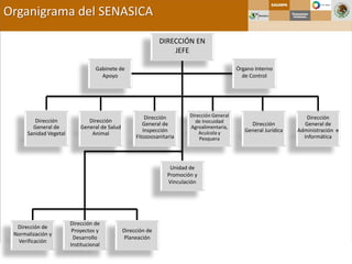 Organigrama del SENASICA
DIRECCIÓN EN
JEFE
Dirección
General de
Sanidad Vegetal
Dirección
General de Salud
Animal
Dirección
General de
Inspección
Fitozoosanitaria
Dirección General
de Inocuidad
Agroalimentaria,
Acuícola y
Pesquera
Dirección
General Jurídica
Dirección
General de
Administración e
Informática
Unidad de
Promoción y
Vinculación
Órgano Interno
de Control
Gabinete de
Apoyo
Dirección de
Normalización y
Verificación
Dirección de
Proyectos y
Desarrollo
Institucional
Dirección de
Planeación
 