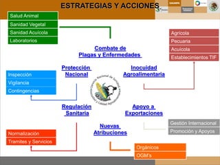 Combate de
Plagas y Enfermedades
Inocuidad
Agroalimentaria
Apoyo a
Exportaciones
Nuevas
Atribuciones
Regulación
Sanitaria
Protección
Nacional
Agrícola
Pecuaria
Acuícola
Establecimientos TIF
Normalización
Tramites y Servicios
Salud Animal
Sanidad Vegetal
Sanidad Acuícola
Laboratorios
Inspección
Vigilancia
Contingencias
Gestión Internacional
Promoción y Apoyos
ESTRATEGIAS Y ACCIONES
Orgánicos
OGM’s
 