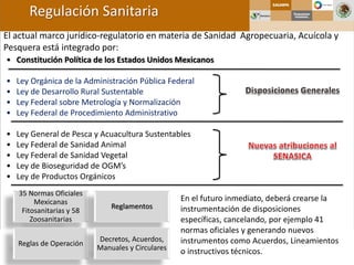 • Constitución Política de los Estados Unidos Mexicanos
• Ley Orgánica de la Administración Pública Federal
• Ley de Desarrollo Rural Sustentable
• Ley Federal sobre Metrología y Normalización
• Ley Federal de Procedimiento Administrativo
• Ley General de Pesca y Acuacultura Sustentables
• Ley Federal de Sanidad Animal
• Ley Federal de Sanidad Vegetal
• Ley de Bioseguridad de OGM’s
• Ley de Productos Orgánicos
El actual marco jurídico-regulatorio en materia de Sanidad Agropecuaria, Acuícola y
Pesquera está integrado por:
Regulación Sanitaria
35 Normas Oficiales
Mexicanas
Fitosanitarias y 58
Zoosanitarias
Reglamentos
Reglas de Operación
Decretos, Acuerdos,
Manuales y Circulares
En el futuro inmediato, deberá crearse la
instrumentación de disposiciones
específicas, cancelando, por ejemplo 41
normas oficiales y generando nuevos
instrumentos como Acuerdos, Lineamientos
o instructivos técnicos.
 