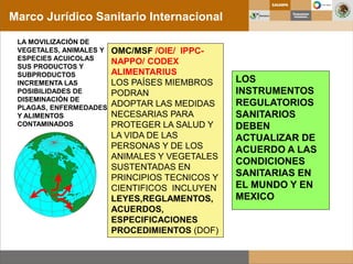 Marco Jurídico Sanitario Internacional
OMC/MSF /OIE/ IPPC-
NAPPO/ CODEX
ALIMENTARIUS
LOS PAÍSES MIEMBROS
PODRAN
ADOPTAR LAS MEDIDAS
NECESARIAS PARA
PROTEGER LA SALUD Y
LA VIDA DE LAS
PERSONAS Y DE LOS
ANIMALES Y VEGETALES
SUSTENTADAS EN
PRINCIPIOS TECNICOS Y
CIENTIFICOS INCLUYEN
LEYES,REGLAMENTOS,
ACUERDOS,
ESPECIFICACIONES
PROCEDIMIENTOS (DOF)
LA MOVILIZACIÓN DE
VEGETALES, ANIMALES Y
ESPECIES ACUICOLAS
SUS PRODUCTOS Y
SUBPRODUCTOS
INCREMENTA LAS
POSIBILIDADES DE
DISEMINACIÓN DE
PLAGAS, ENFERMEDADES
Y ALIMENTOS
CONTAMINADOS
LOS
INSTRUMENTOS
REGULATORIOS
SANITARIOS
DEBEN
ACTUALIZAR DE
ACUERDO A LAS
CONDICIONES
SANITARIAS EN
EL MUNDO Y EN
MEXICO
 
