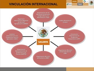 Organismo
Internacional Regional
de Sanidad
Agropecuaria (OIRSA)
Instituto
Interamericano de
Cooperación para la
Agricultura (IICA)
Organización
Norteamericana de
Protección a las
Plantas (NAPPO)
Organización Mundial
de Comercio (OMC)
Organización Mundial
de Sanidad Animal
(OIE)
Convención
Internacional de
Protección
Fitosanitaria (CIPF)
Codex Alimentaruis
(Codex)
Organización de las
Naciones Unidas para
la Agricultura y la
Alimentación (FAO)
VINCULACIÓN INTERNACIONAL
 