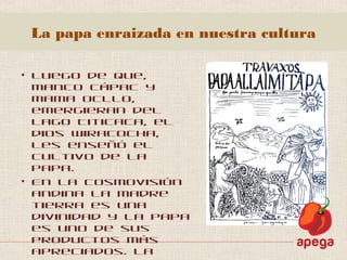 La papa enraizada en nuestra cultura
• Luego de que,
Manco Cápac y
Mama Ocllo,
emergieran del
lago Titicaca, el
dios Wiracocha,
les enseñó el
cultivo de la
papa.
• En la cosmovisión
andina la madre
tierra es una
divinidad y la papa
es uno de sus
productos más
apreciados. La
 