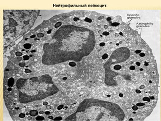Нейтрофильный лейкоцит. 
 