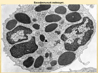 Базофильный лейкоцит. 
 