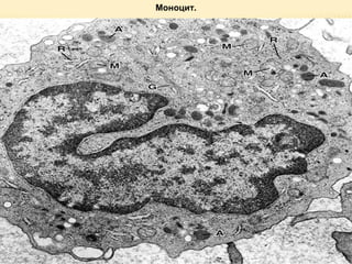 Моноцит. 
 