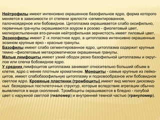 Нейтрофилы имеют интенсивно окрашенное базофильное ядро, форма которого 
меняется в зависимости от степени зрелости -сегментированное, 
палочкоядерное или бобовидное. Цитоплазма окрашивается слабо оксифильно, 
первичные гра-нулы окрашиваются азуром в розово - фиолетовый цвет, 
мелкораспыленная вто-ричная нейтрофильная зернистость имеет лиловый цвет. 
Эозинофилы имеют 2 -х лопастное ядро, а цитоплазма интенсивно окрашенные 
эозином крупные ярко - красные гранулы. 
Базофилы имеют слабо сегментированное ядро, цитоплазма содержит крупные 
темно –фиолетовые метахроматически окрашенные гранулы. 
Малые лимфоциты имеют узкий ободок резко базофильной цитоплазмы и округ- 
лое или слегка бобовидное ядро. 
У средних лимфоцитов цитоплазма занимает относительно больший объем в 
клетке, ядро с менее плотным хроматином. Моноциты - самые крупные из лейко- 
цитов, имеют слабобазофильную цитоплазму и подковообразное или бобовидное 
светлое ядро. Кровяные пластинки (тромбоциты) имеют вид мелких дисковид- 
ных безядерных постклеточных структур, которые вследствие агрегации обычно 
выявляются в виде скоплений. Тромбоциты окрашиваются в бледно - голубой 
цвет с наружной светлой (гиаломер) и внутренней темной частью (грануломер). 
 