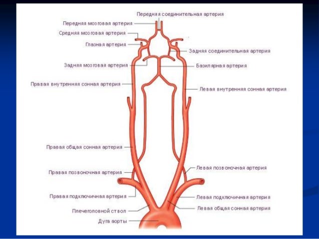 Препараты укрепляющие стенки сосудов и вен