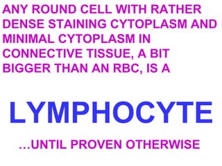 ANY ROUND CELL WITH RATHER 
DENSE STAINING CYTOPLASM AND 
MINIMAL CYTOPLASM IN 
CONNECTIVE TISSUE, A BIT 
BIGGER THAN AN RBC, IS A 
LYMPHOCYTE 
…UNTIL PROVEN OTHERWISE 
 