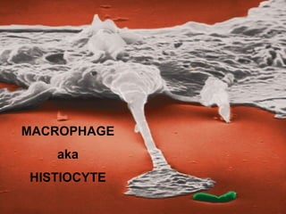 MACROPHAGE 
aka 
HISTIOCYTE 
 
