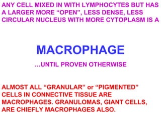 ANY CELL MIXED IN WITH LYMPHOCYTES BUT HAS 
A LARGER MORE “OPEN”, LESS DENSE, LESS 
CIRCULAR NUCLEUS WITH MORE CYTOPLASM IS A 
MACROPHAGE 
…UNTIL PROVEN OTHERWISE 
ALMOST ALL “GRANULAR” or “PIGMENTED” 
CELLS IN CONNECTIVE TISSUE ARE 
MACROPHAGES. GRANULOMAS, GIANT CELLS, 
ARE CHIEFLY MACROPHAGES ALSO. 
 