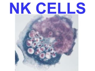 NK CELLS 
 