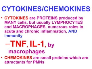 CYTOKINES/CHEMOKINES 
• CYTOKINES are PROTEINS produced by 
MANY cells, but usually LYMPHOCYTES 
and MACROPHAGES, numerous roles in 
acute and chronic inflammation, AND 
immunity 
–TNF, IL-1, by 
macrophages 
• CHEMOKINES are small proteins which are 
attractants for PMNs 
 