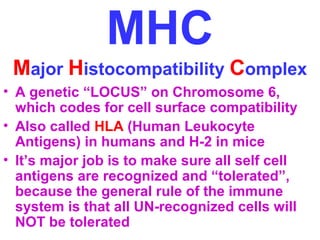 MHC 
Major Histocompatibility Complex 
• A genetic “LOCUS” on Chromosome 6, 
which codes for cell surface compatibility 
• Also called HLA (Human Leukocyte 
Antigens) in humans and H-2 in mice 
• It’s major job is to make sure all self cell 
antigens are recognized and “tolerated”, 
because the general rule of the immune 
system is that all UN-recognized cells will 
NOT be tolerated 
 