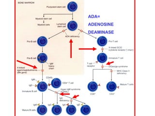 ADA= 
ADENOSINE 
DEAMINASE 
 