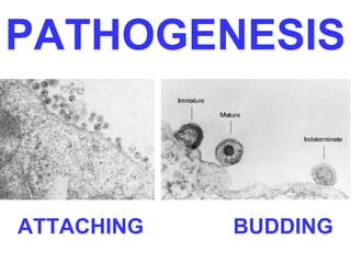 PATHOGENESIS 
ATTACHING BUDDING 
 