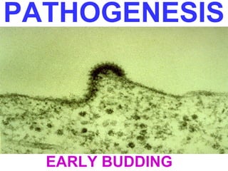PATHOGENESIS 
EARLY BUDDING 
 