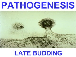 PATHOGENESIS 
LATE BUDDING 
 
